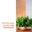 Ver imagem 4 de Vaso Bacia Verona Bege 16 Terrano