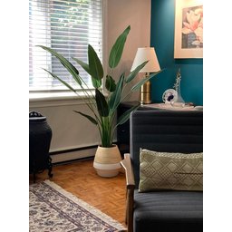 Planta Artificial Strelítzia Árvore Grande Decoração com 1.80m - 1