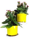Ver imagem 3 de Jardim Vertical - Suporte de Parede Branco para 2 Vasos Pequenos | Aproveite Seu Espaço! Esquerdo