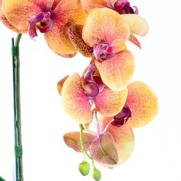 Arranjo de Orquídea 3D Laranja em Tubo de Vidro - 3