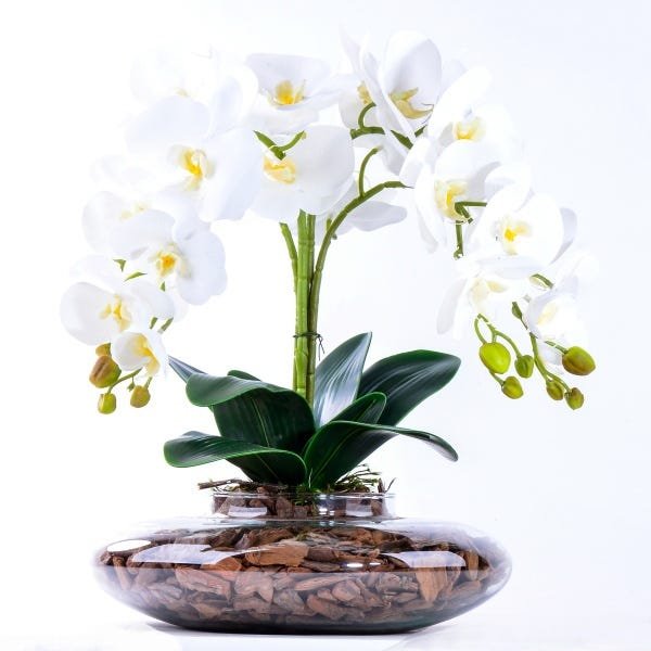 Arranjo com 4 Orquídeas Brancas Toque Real em Terrário