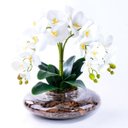 Ver imagem 2 de Arranjo com 4 Orquídeas Brancas Toque Real em Terrário