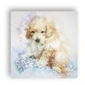 Quadro Cachorro Cão Poodle Dog Decoração 60x60cm - 2