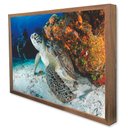 Ver imagem 4 de Quadro Decorativo Tartaruga  em Moldura Caixa TaColado Moldura Trad 1cm Madeira Escura sem Vidro 30 