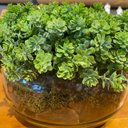 Ver imagem 4 de Arranjo Centro de Mesa Vaso Incolor com Verdinho Completo Decore Fácil Shop