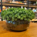 Ver imagem 1 de Arranjo Centro de Mesa Vaso Incolor com Verdinho Completo Decore Fácil Shop