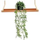 Ver imagem 2 de Arranjo Completo Folhagem de Eucalipto Pendente Verde com Vaso