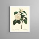 Ver imagem 2 de Quadro Botânica Flor Camélia 45x34cm - com Vidro:moldura Preta