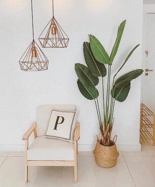 Palmeira Viajante 180cm com pote Linha Premium - 1