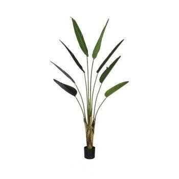 Palmeira Viajante 180cm com pote Linha Premium - 2