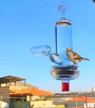 Bebedouro e comedouro de vidro para pássaros ar livre