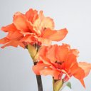 Ver imagem 3 de Arranjo de Flores Artificiais Amarílis Laranja no Vaso Prateado | Linha Permanente Formosinha
