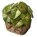 Ver imagem 4 de Kit 18 Buquês Caladium Artificial Realista para Decoração de Interiores Permanente e Vasos 30x30