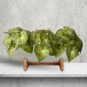 Ver imagem 7 de Kit 18 Buquês Caladium Artificial Realista para Decoração de Interiores Permanente e Vasos 30x30