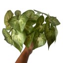 Ver imagem 3 de Kit 18 Buquês Caladium Artificial Realista para Decoração de Interiores Permanente e Vasos 30x30