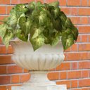 Ver mais imagens de Kit 18 Buquês Caladium Artificial Realista para Decoração de Interiores Permanente e Vasos 30x30