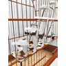 Bebedouro de Vidro para Pássaros Malha Fina e Malha Larga Kit 10 Uni - 2
