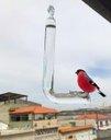 Ver imagem 2 de Bebedouro de vidro para pássaros ar livre jardim enganchado kit 3 unidades