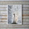 Quadro Decorativo Fotografia Pavão Branco 33x24cm - com Vidro:madeira Branca - 2