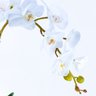 Arranjo de Orquídea Branca Toque Real em Aquário Ambar - 3