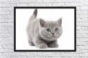 Ver imagem 3 de Quadro Decorativo Gato Animais Pet Shop Salas Quartos Decorações Com Moldura G01
