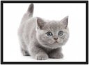 Ver imagem 1 de Quadro Decorativo Gato Animais Pet Shop Salas Quartos Decorações Com Moldura G01
