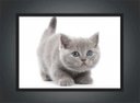 Ver imagem 4 de Quadro Decorativo Gato Animais Pet Shop Salas Quartos Decorações Com Moldura G01