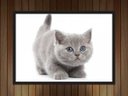 Ver imagem 2 de Quadro Decorativo Gato Animais Pet Shop Salas Quartos Decorações Com Moldura G01