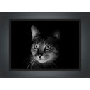 Ver imagem 4 de Quadro Decorativo Gato Animais Pet Shop Salas Quartos Decorações Com Moldura G03