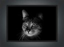 Ver imagem 4 de Quadro Decorativo Gato Animais Pet Shop Salas Quartos Decorações Com Moldura G03