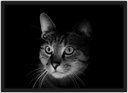 Ver imagem 1 de Quadro Decorativo Gato Animais Pet Shop Salas Quartos Decorações Com Moldura G03