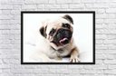 Ver imagem 4 de Quadro Decorativo Cão Pug Pet Shop Animais Salas Quartos Decorações Com Moldura G01