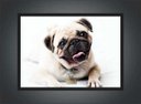 Ver imagem 2 de Quadro Decorativo Cão Pug Pet Shop Animais Salas Quartos Decorações Com Moldura G01