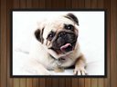 Ver imagem 3 de Quadro Decorativo Cão Pug Pet Shop Animais Salas Quartos Decorações Com Moldura G01