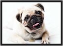 Ver imagem 1 de Quadro Decorativo Cão Pug Pet Shop Animais Salas Quartos Decorações Com Moldura G01