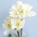 Ver imagem 4 de Arranjo de Flores Artificiais Amarílis Creme no Vaso Rose Gold | Linha Permanente Formosinha