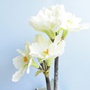 Ver imagem 6 de Arranjo de Flores Artificiais Amarílis Creme no Vaso Rose Gold | Linha Permanente Formosinha
