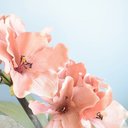Ver imagem 6 de Arranjo Flores Artificiais Amarílis Rosa no Vaso Bronze