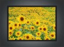 Ver imagem 3 de Quadro Decorativo Flores Girassóis Paisagem Natureza Com Moldura G20