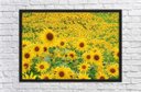 Ver imagem 4 de Quadro Decorativo Flores Girassóis Paisagem Natureza Com Moldura G20