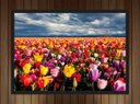 Ver imagem 3 de Quadro Decorativo Flores Tulipa Paisagem Natureza Com Moldura