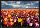 Ver imagem 1 de Quadro Decorativo Flores Tulipa Paisagem Natureza Com Moldura