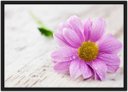 Ver imagem 1 de Quadro Decorativo Flores Rosa Pétalas Paisagem Natureza Com Moldura