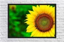 Ver imagem 3 de Quadro Decorativo Flor Girassol Paisagem Natureza Com Moldura Salas Cozinhas G06