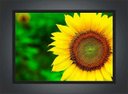 Ver imagem 2 de Quadro Decorativo Flor Girassol Paisagem Natureza Com Moldura Salas Cozinhas G06