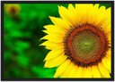 Ver imagem 1 de Quadro Decorativo Flor Girassol Paisagem Natureza Com Moldura Salas Cozinhas G06