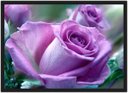 Ver imagem 1 de Quadro Decorativo Flores Rosa Paisagem Natureza Com Moldura G01