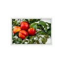 Ver imagem 1 de Quadro Decorativo Pêssego: Mod. 0411 Collor-ink Mod.0411 50 X 75cm Branco