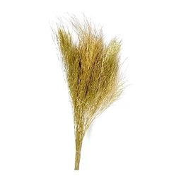 Aspargo Folhagem Desidratado Dourado Decoração Arranjo Lar - 4