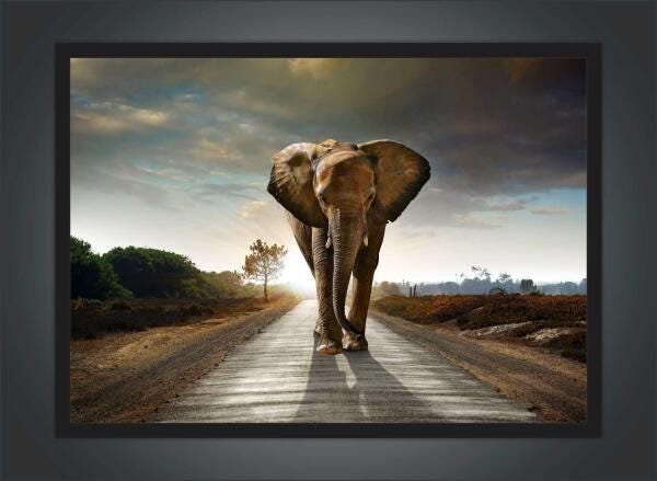 Quadro Decorativo Animais Elefante Salas Escritórios G05 - 4